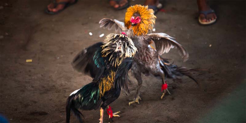 Vài nét nổi bật của đá gà U888